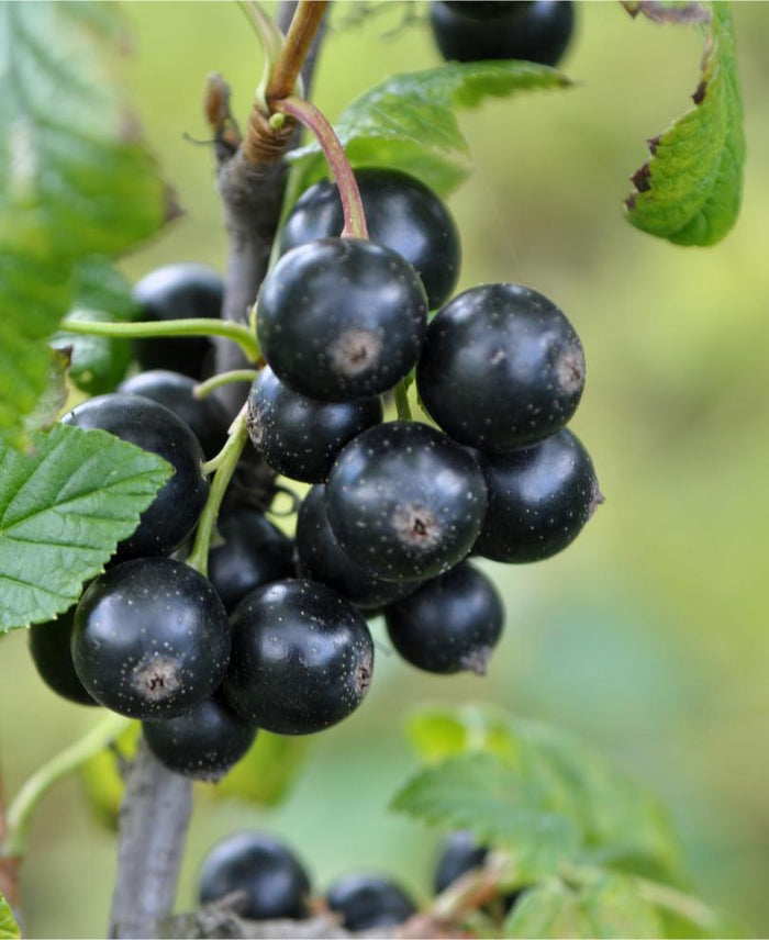 Minaj Smyriou Black Currant - Raintree Nursery