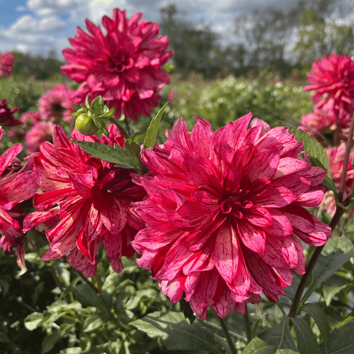 Mingus Toni Dahlia Tuber