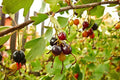 Missouri Giant Currant - Raintree Nursery