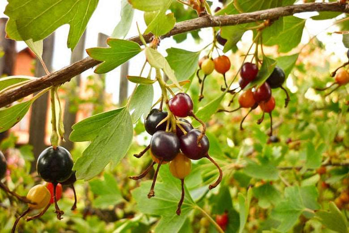 Missouri Giant Currant - Raintree Nursery