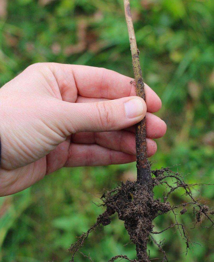 MM106 Emla Apple Rootstock - Raintree Nursery