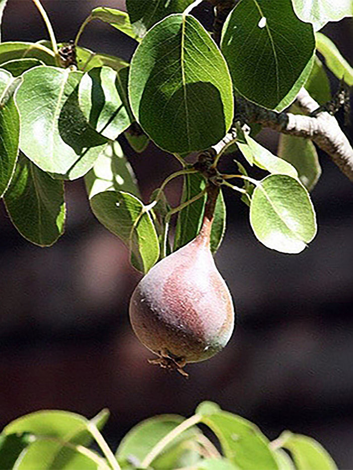 Moonglow Pear - Raintree Nursery