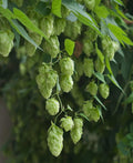 Mt. Hood Hops - Raintree Nursery