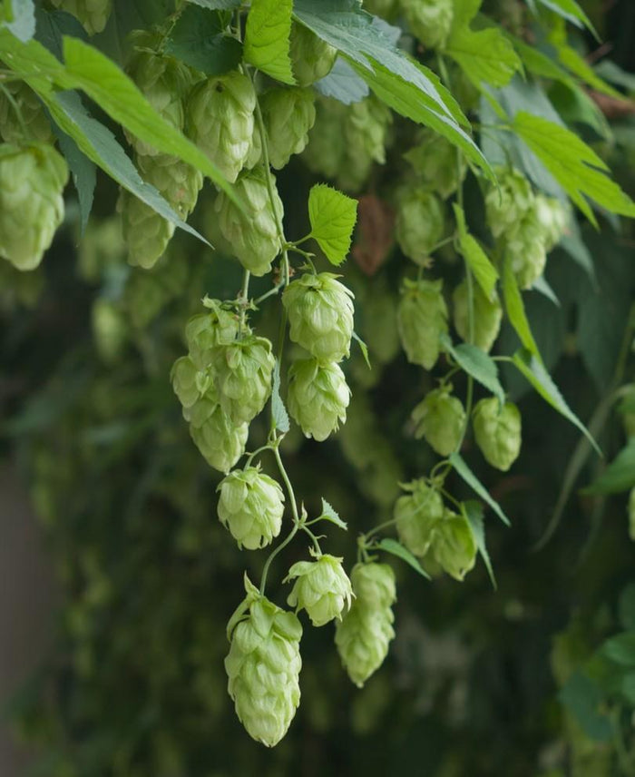 Mt. Hood Hops - Raintree Nursery