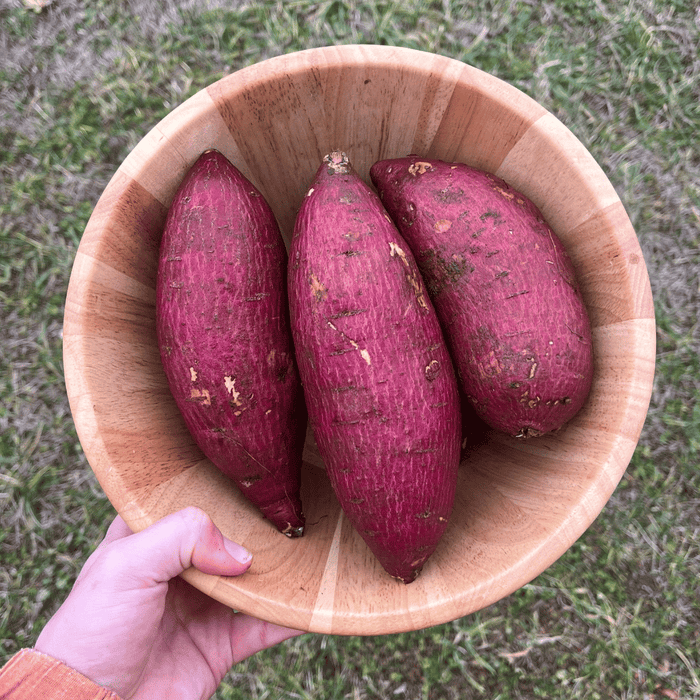 Murasaki Sweet Potato Slips