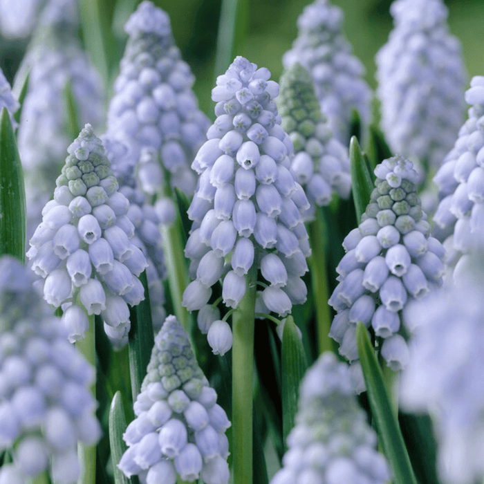 Muscari neglectum 'Valerie Finnis'