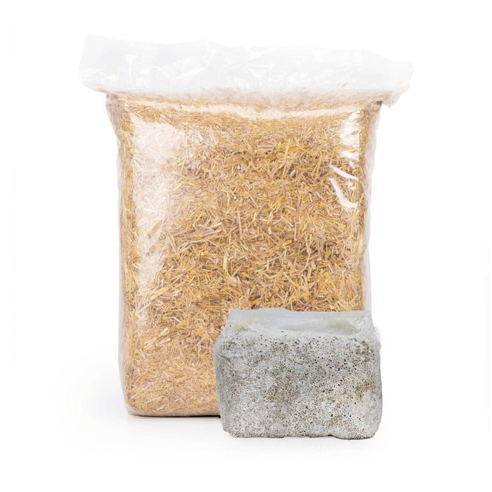 'MushBucket' Blue Oyster Mushroom Bucket Grow Kit