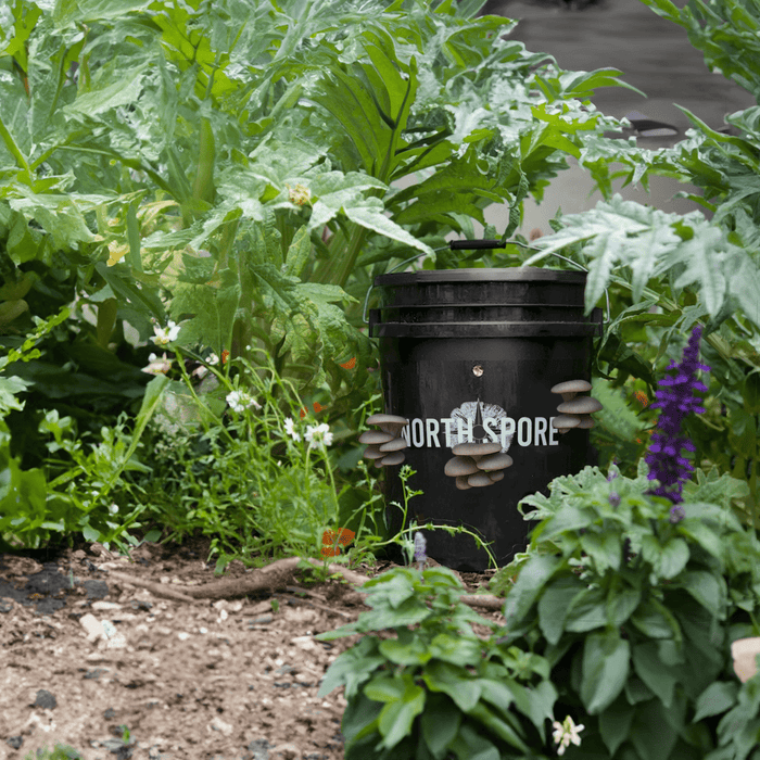 'MushBucket' Blue Oyster Mushroom Bucket Grow Kit
