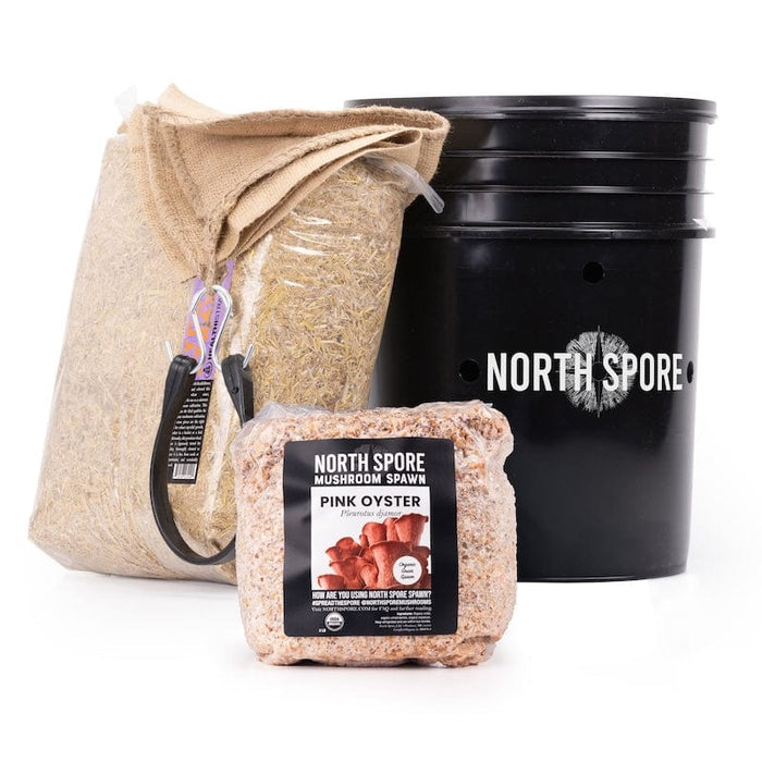 'MushBucket' Blue Oyster Mushroom Bucket Grow Kit
