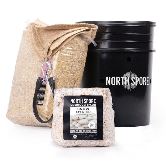 'MushBucket' Blue Oyster Mushroom Bucket Grow Kit