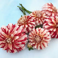 Myrtle's Brandy Dahlia Tuber