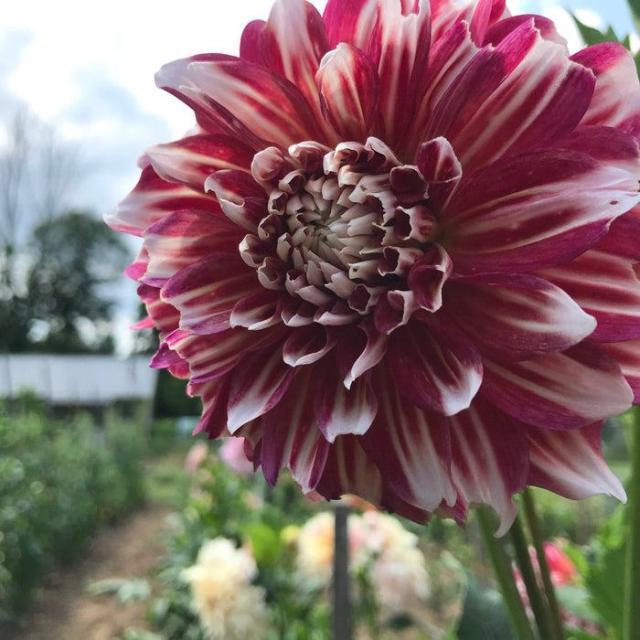 Myrtle's Brandy Dahlia Tuber