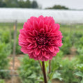 Mystique Dahlia Tuber