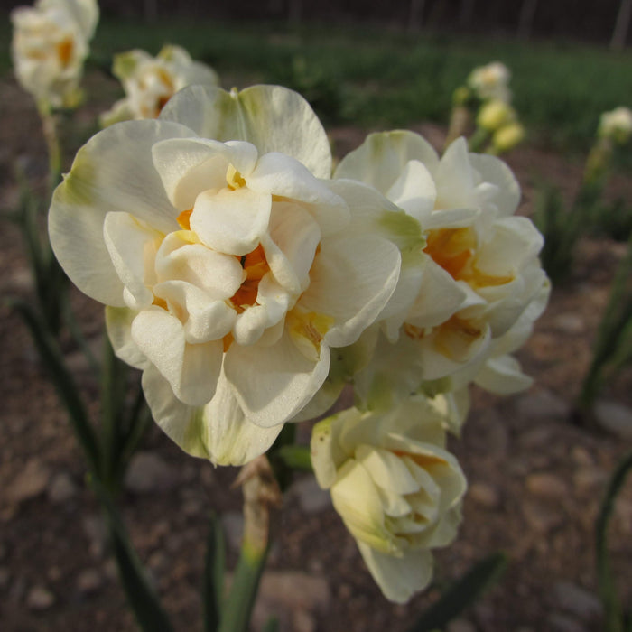 Narcissus 'Bridal Crown'