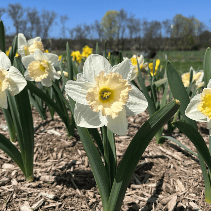 Narcissus 'British Gamble'