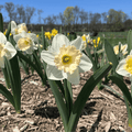 Narcissus 'British Gamble'