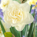 Narcissus 'Obdam'