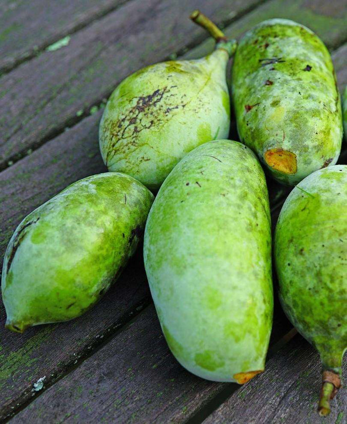 NC 1 Paw Paw - Raintree Nursery