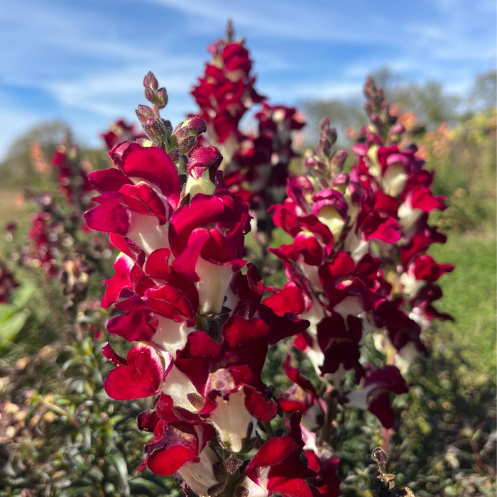 Night & Day Snapdragons Seedling