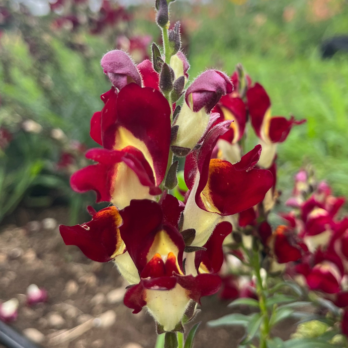 Night & Day Snapdragons Seedling