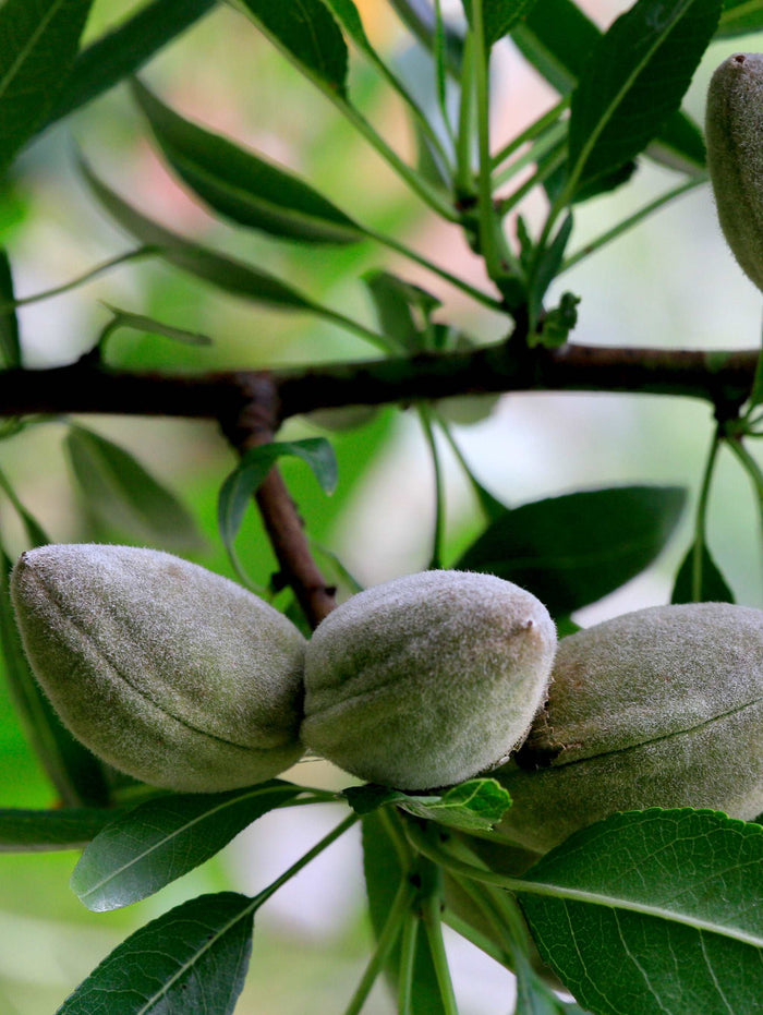 Nikita's Pride Almond™ - Raintree Nursery