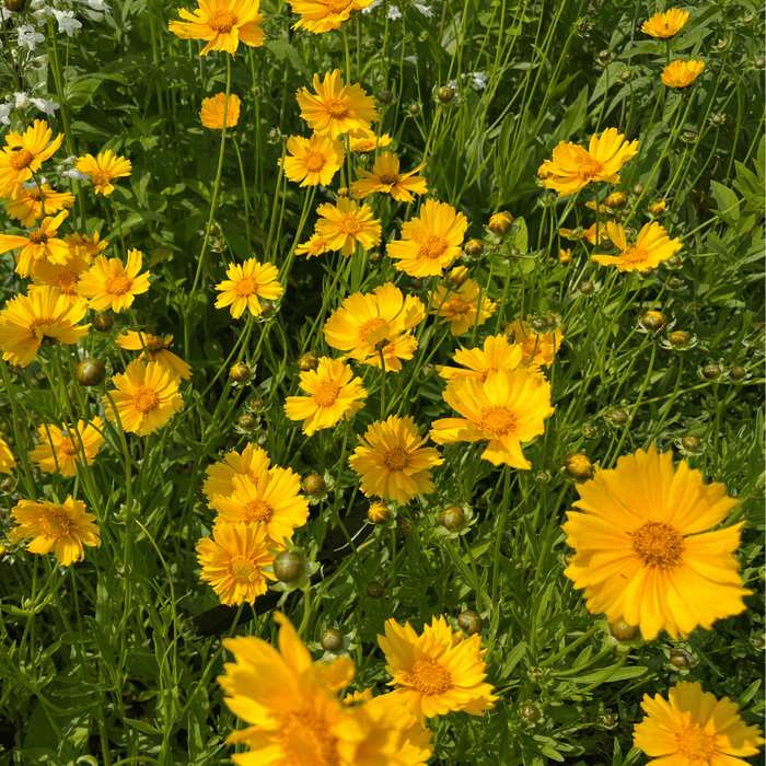 Northeast Native Wildflower Mix Seed Shaker