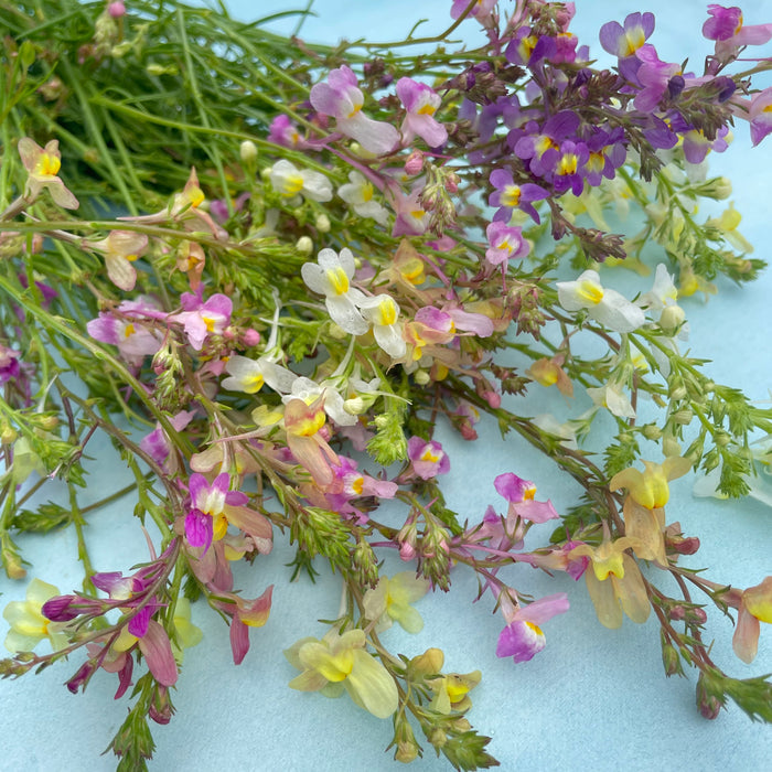 Northern Lights Linaria