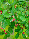 Northline Serviceberry - Raintree Nursery