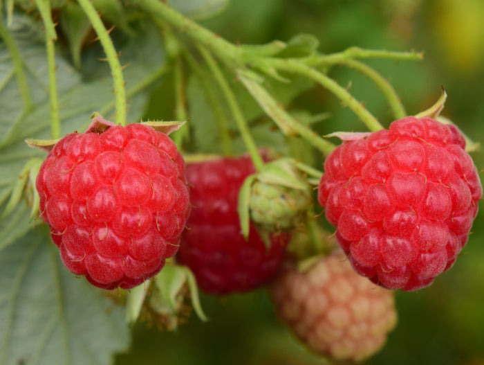 Nova Raspberry