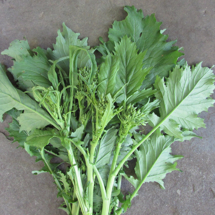 Novantina Broccoli Raab Seedlings