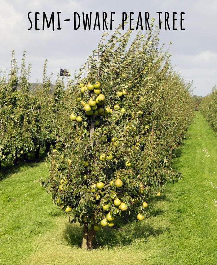 Nye Russet Barlett European Pear - Raintree Nursery