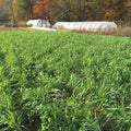 Oats and Field Peas Cover Crop Seed vendor-unknown