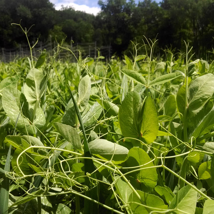 Oats and Field Peas Cover Crop Seed