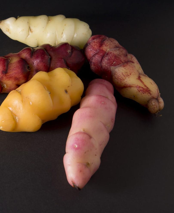 Oca Tubers - Raintree Nursery