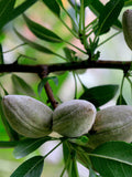 Oracle Almond™ - Raintree Nursery