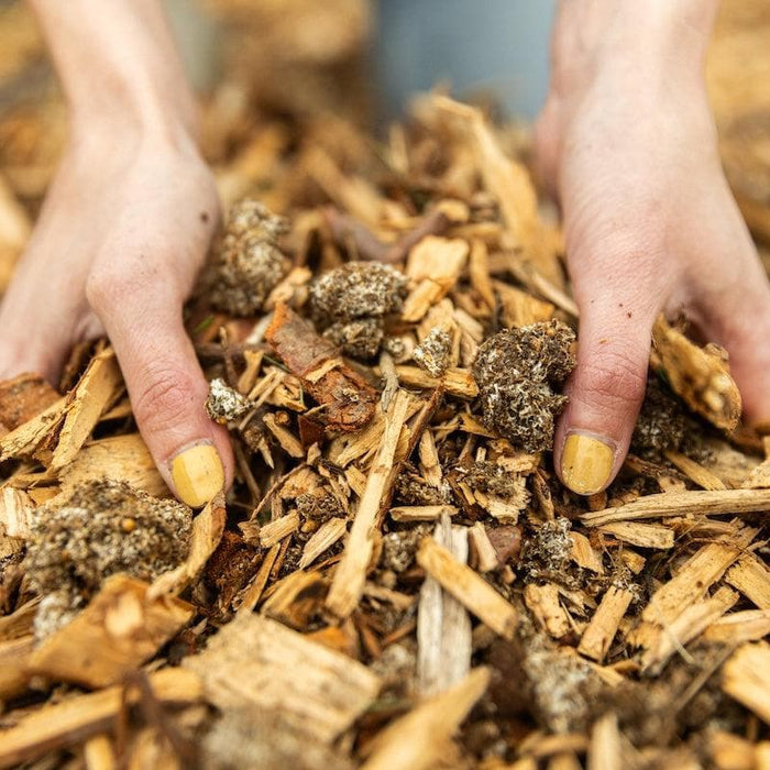 Organic Blue Oyster Mushroom Sawdust Spawn