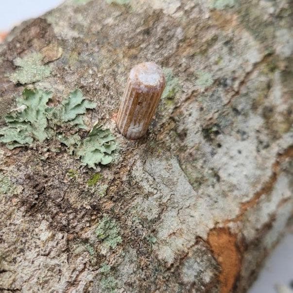 Organic Chestnut Mushroom Outdoor Log Kit