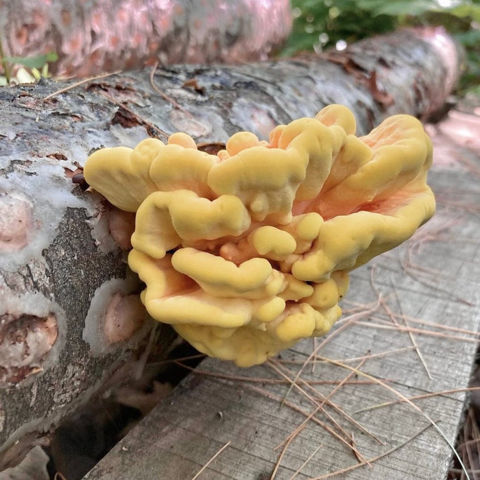Organic Chicken of the Woods Mushroom Outdoor Log Kit