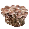 Organic Shiitake Mushroom Grow Kit Fruiting Block