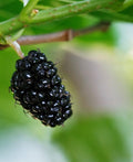Oscar Mulberry - Raintree Nursery