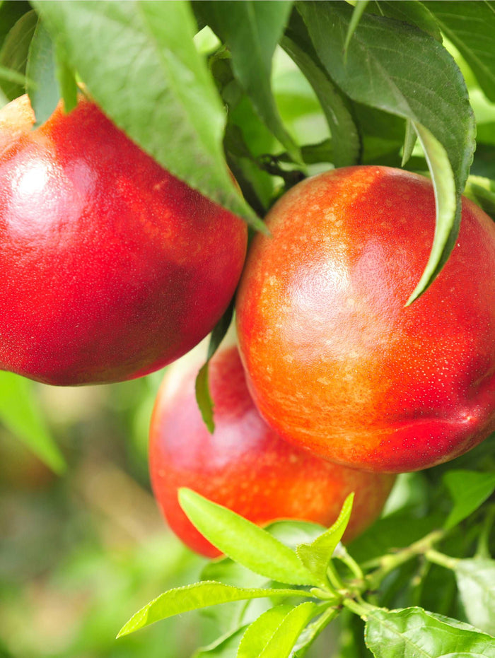 Pacific Pride™ Nectarine - Raintree Nursery