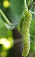 Pakistan White Fruiting Mulberry