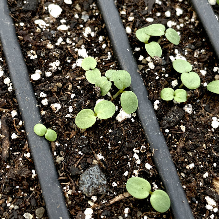 Pansy Mix Seedlings