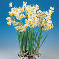Paperwhite 'Sacred Lily'