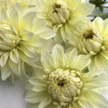 Parakeet Dahlia Tuber vendor-unknown