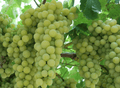 Perlette Seedless Grape