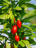 Phoenix Tears Goji Berry - Raintree Nursery
