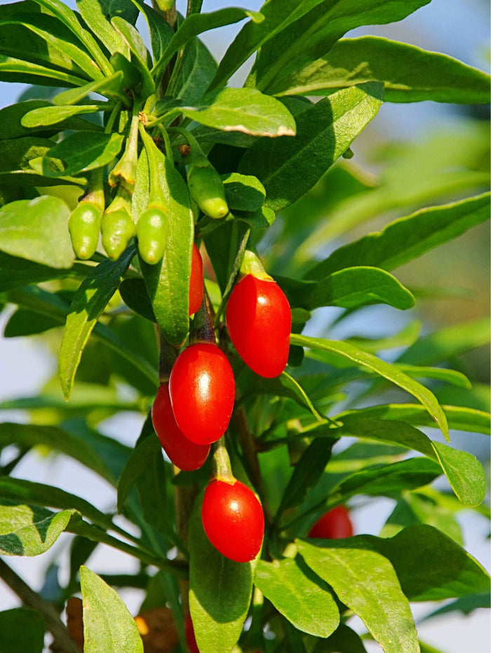 Phoenix Tears Goji Berry - Raintree Nursery