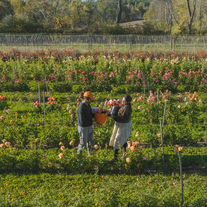 Pick Your Own Flower Bouquet