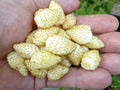Pineapple Crush Alpine Strawberry - Raintree Nursery